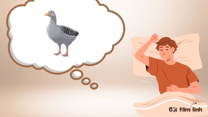 Mơ thấy vịt đen